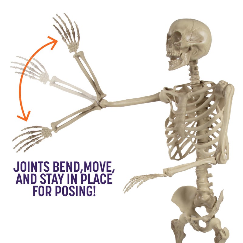 SCS Direct Life Size Posable Human Skeleton Halloween Decoration Value 2 Pack- Adult 5' 4" & Child 2' - Articulated Limbs Stay in Place, Weather Resistant Indoor/Outdoor- Upgrade Fall Haunted House Party Props - Image 3